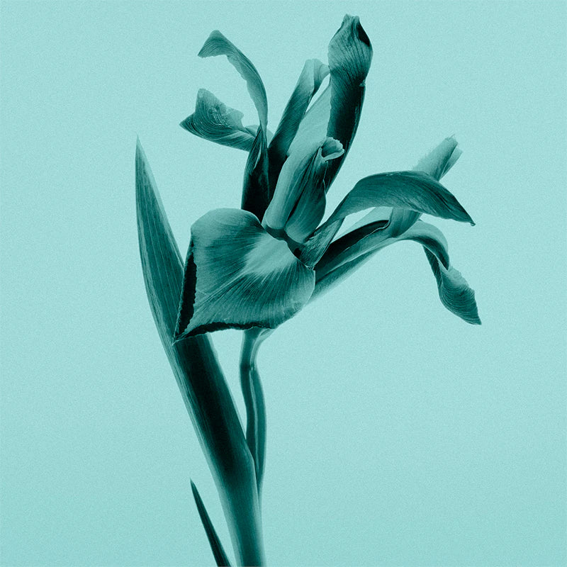 Tiffany & Co. Tiffany & Co. 75 ml EDP - Парфюм за жени